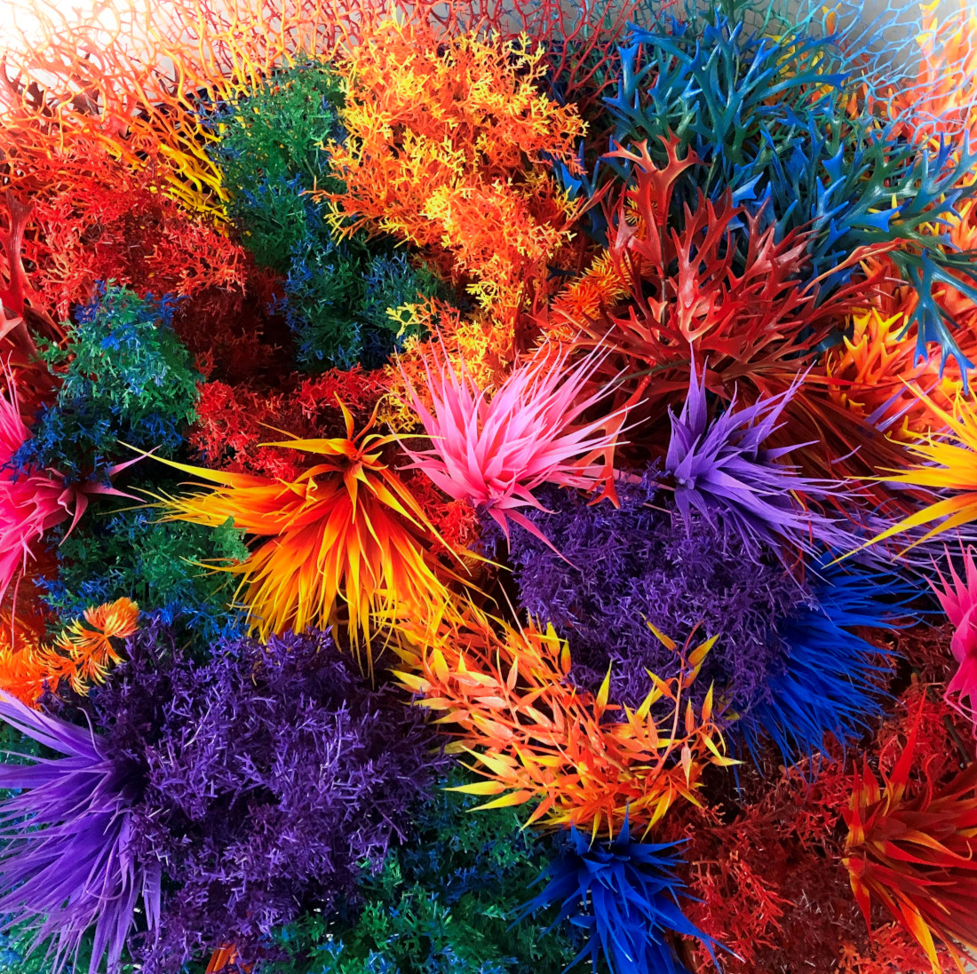 Feuillage coloré