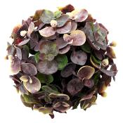 Boule Eucalyptus diam. 15