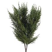 Feuillage : Piquet Cèdre 50 cm